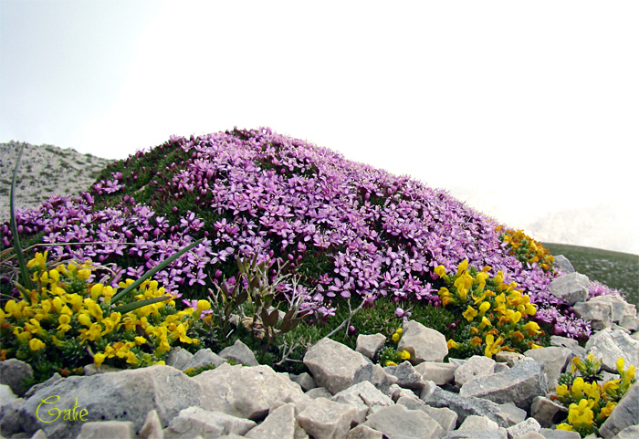 Silene acaulis - Silene acaule